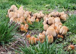 Attēlu rezultāti vaicājumam “Coprinus micaceus”