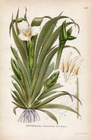 Attēlu rezultāti vaicājumam “Stratiotes aloides flower”