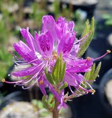 Attēlu rezultāti vaicājumam “Rhododendron canadense”