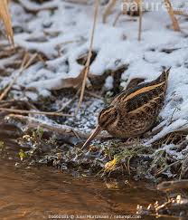 Image result for Lymnocryptes minimus