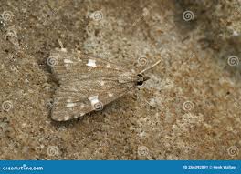 Attēlu rezultāti vaicājumam “Udea olivalis”