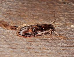 Attēlu rezultāti vaicājumam “Semioscopis oculella”