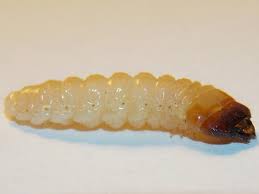 Attēlu rezultāti vaicājumam “Rhagium inquisitor”