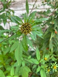 Attēlu rezultāti vaicājumam “Bidens frondosa flower”