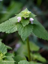 Attēlu rezultāti vaicājumam “Lamium purpureum flower”