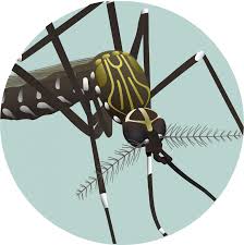 Attēlu rezultāti vaicājumam “Culex pipiens”