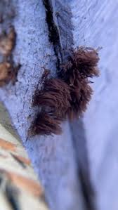 Attēlu rezultāti vaicājumam “Stemonitis splendens spores”