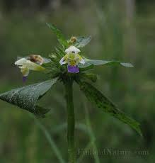 Attēlu rezultāti vaicājumam “Galeopsis speciosa”