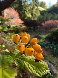 Attēlu rezultāti vaicājumam “Viburnum opulus fruit”