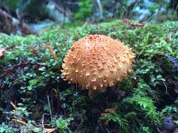 Attēlu rezultāti vaicājumam “Pholiota squarrosa”