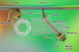Attēlu rezultāti vaicājumam “Culex pipiens larva”