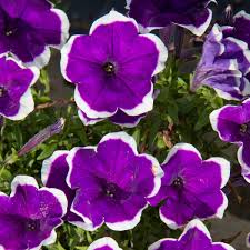 Image result for Petunia hybrida