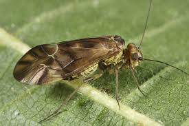 Attēlu rezultāti vaicājumam “Metylophorus nebulosus”