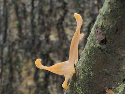 Attēlu rezultāti vaicājumam “Macrotyphula fistulosa var. contorta”