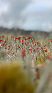 Attēlu rezultāti vaicājumam “Cladonia coccifera”