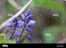 Attēlu rezultāti vaicājumam “Polygala amarella leaf”