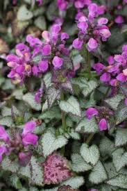 Attēlu rezultāti vaicājumam “Lamium maculatum”