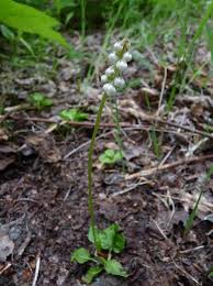 Attēlu rezultāti vaicājumam “Pyrola minor fruit”