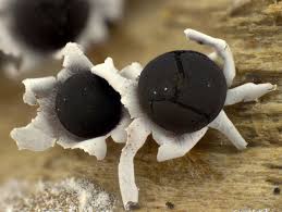 Attēlu rezultāti vaicājumam “Diderma radiatum sessile”