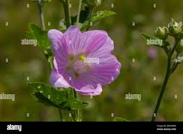 Image result for Malva alcea