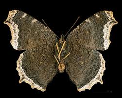 Attēlu rezultāti vaicājumam “Nymphalis antiopa underside”