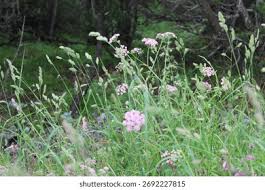 Image result for Pimpinella major