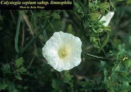 Attēlu rezultāti vaicājumam “Calystegia sepium”