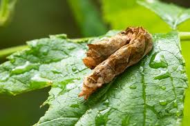 Attēlu rezultāti vaicājumam “Thyatira batis imago”