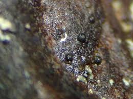 Attēlu rezultāti vaicājumam “Licea pusilla macro”