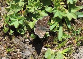 Attēlu rezultāti vaicājumam “Pyrgus alveus underside”