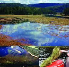 Attēlu rezultāti vaicājumam “Juncus bulbosus”