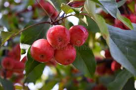 Attēlu rezultāti vaicājumam “Malus prunifolia fruit”