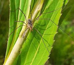 Attēlu rezultāti vaicājumam “Phalangium opilio”