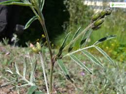 Attēlu rezultāti vaicājumam “Astragalus arenarius leaf”