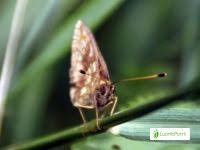 Attēlu rezultāti vaicājumam “Brenthis ino underside”