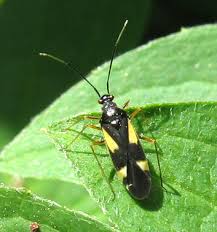 Attēlu rezultāti vaicājumam “Dryophilocoris flavoquadrimaculatus imago”