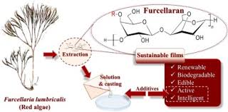 Attēlu rezultāti vaicājumam “Furcellaria lumbricalis”