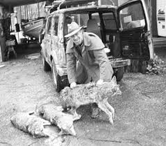 Image result for Hartlepool Coyotes