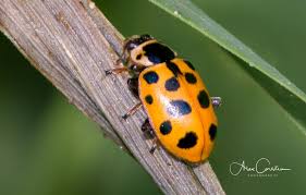 Attēlu rezultāti vaicājumam “Hippodamia tredecimpunctata”