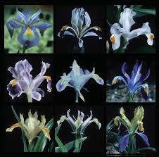 Attēlu rezultāti vaicājumam “Iris rosenbachiana flower”