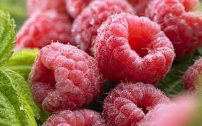 Attēlu rezultāti vaicājumam “Rubus idaeus fruit”