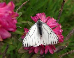 Attēlu rezultāti vaicājumam “Aporia crataegi female”