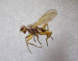 Attēlu rezultāti vaicājumam “Badhamia dubia sessile”