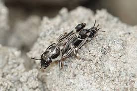 Attēlu rezultāti vaicājumam “Xylita laevigata”