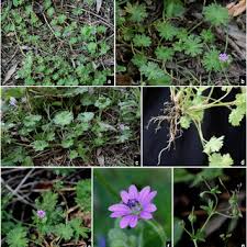 Attēlu rezultāti vaicājumam “Geranium palustre fruit”