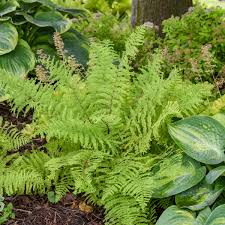 Attēlu rezultāti vaicājumam “Athyrium filix-femina”