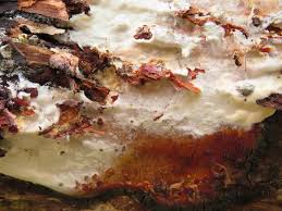 Attēlu rezultāti vaicājumam “Skeletocutis stellae”