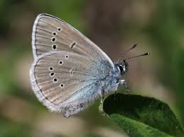 Attēlu rezultāti vaicājumam “Cyaniris semiargus male”