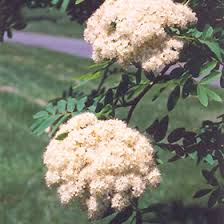 Attēlu rezultāti vaicājumam “Sorbus aucuparia flower”