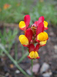 Attēlu rezultāti vaicājumam “Linaria loeselii”